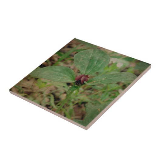 Trillium-Blume Fliese (Seite)