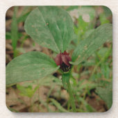 Trillium-Blume Getränkeuntersetzer (Vorderseite)