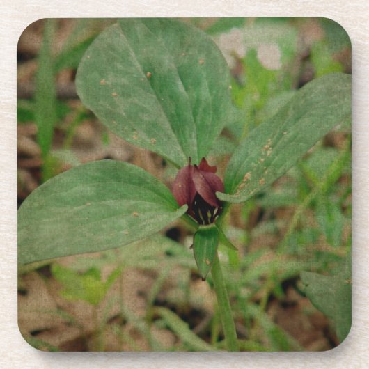 Trillium-Blume Getränkeuntersetzer (Vorderseite)