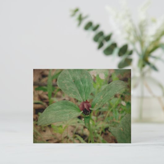 Trillium-Blume Postkarte (Stehend Vorderseite)