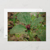 Trillium-Blume Postkarte (Vorne/Hinten)