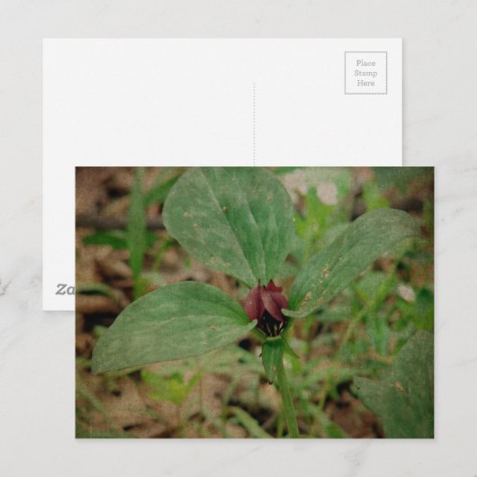 Trillium-Blume Postkarte (Vorne/Hinten)