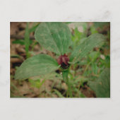 Trillium-Blume Postkarte (Vorderseite)