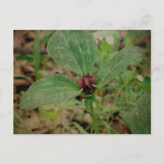 Trillium-Blume Postkarte (Vorderseite)