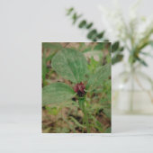 Trillium-Blume Postkarte (Stehend Vorderseite)