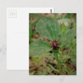 Trillium-Blume Postkarte (Vorne/Hinten)