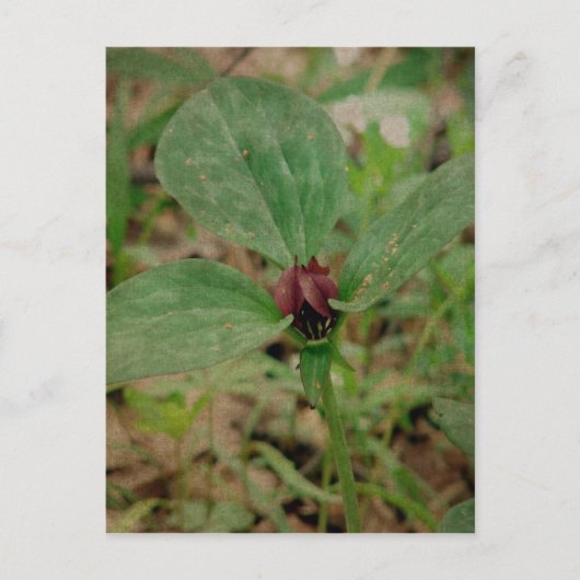 Trillium-Blume Postkarte (Vorderseite)