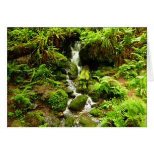 Trillium Falls im Redwood-Nationalpark