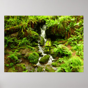 Trillium Falls im Redwood-Nationalpark Poster