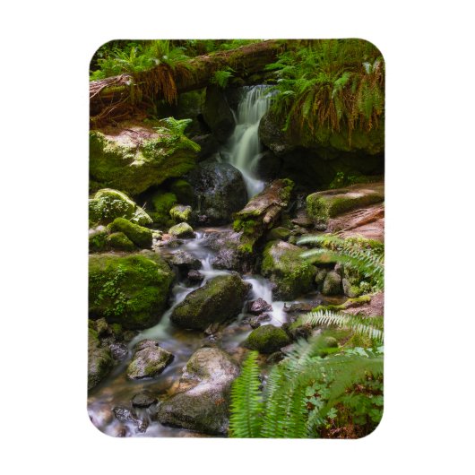 Trillium Falls Redwood Nationalpark California Magnet (Vertikal)