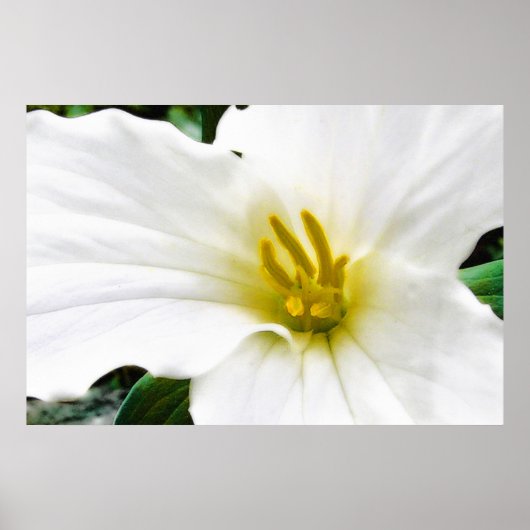 Trillium Frühjahr, Druck Poster (Vorne)