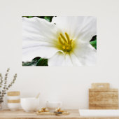 Trillium Frühjahr, Druck Poster (Küche)