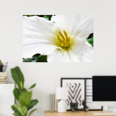 Trillium Frühjahr, Druck Poster (Heimbüro)