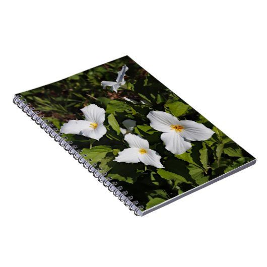 Trillium grandiflorum, Michigan's Obere Halbinsel Notizblock (Rechte Seite)