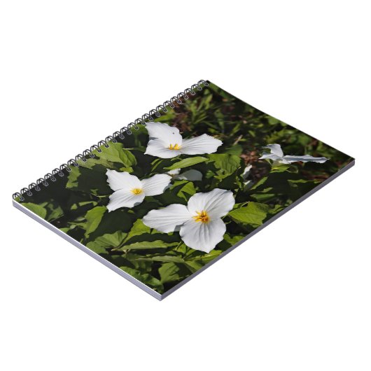 Trillium grandiflorum, Michigan's Obere Halbinsel Notizblock (Linke Seite)