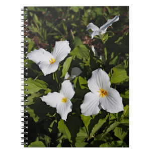 Trillium grandiflorum, Michigan's Obere Halbinsel Notizblock