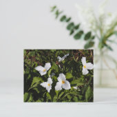 Trillium grandiflorum, Michigans Oberhalbinsel Postkarte (Stehend Vorderseite)