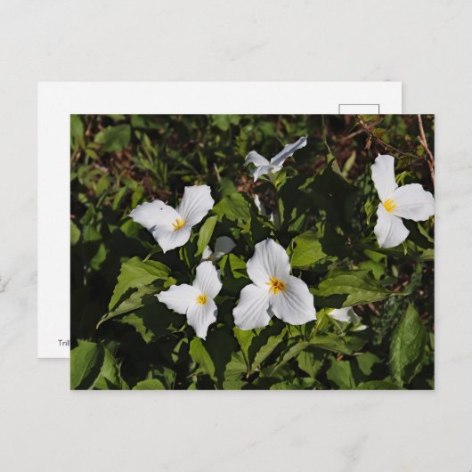 Trillium grandiflorum, Michigans Oberhalbinsel Postkarte (Vorne/Hinten)