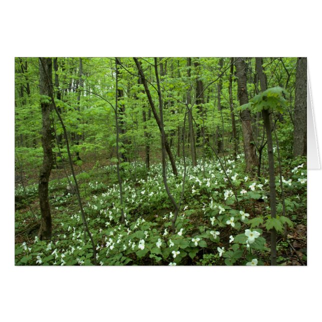 Trillium-Himmelsfreier raum nach innen (Vorderseite (Horizontal))