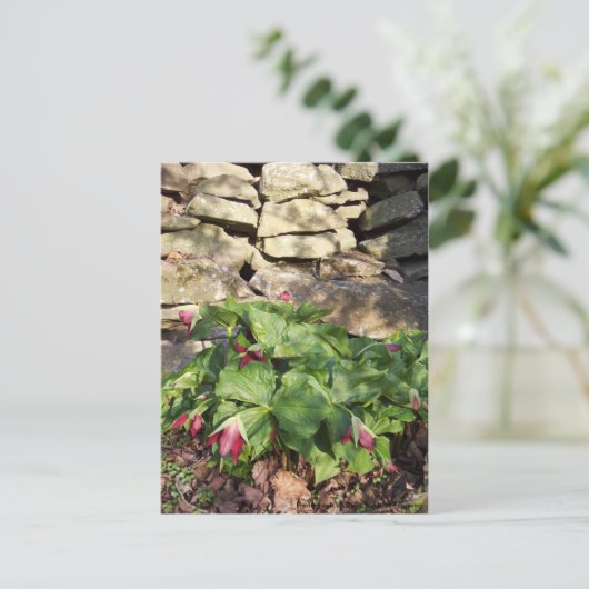 Trillium im Springtime Postkarte (Stehend Vorderseite)