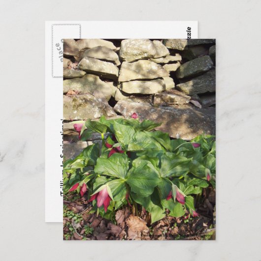 Trillium im Springtime Postkarte (Vorne/Hinten)