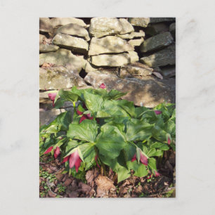 Trillium im Springtime Postkarte