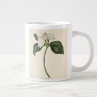 Trillium