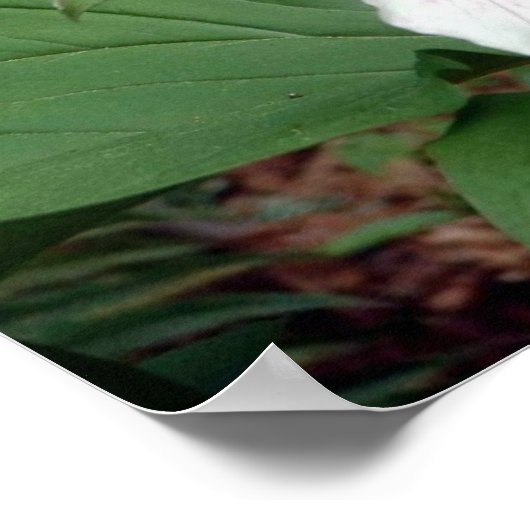 Trillium Poster (Ecke)