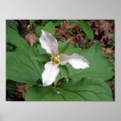 Trillium Poster (Vorne)