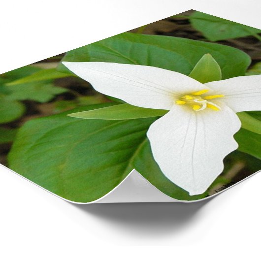 Trillium Poster (Ecke)
