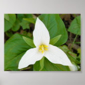 Trillium Poster (Vorne)