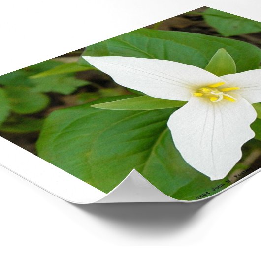 Trillium Poster (Ecke)