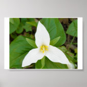Trillium Poster (Vorne)