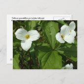 Trillium Postkarte (Vorne/Hinten)
