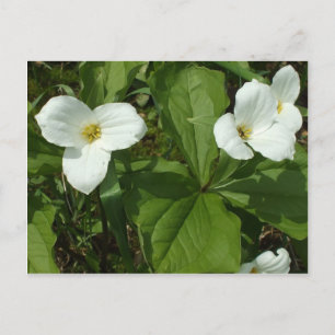 Trillium Postkarte