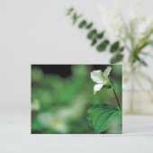 Trillium Postkarte (Stehend Vorderseite)