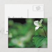 Trillium Postkarte (Vorne/Hinten)