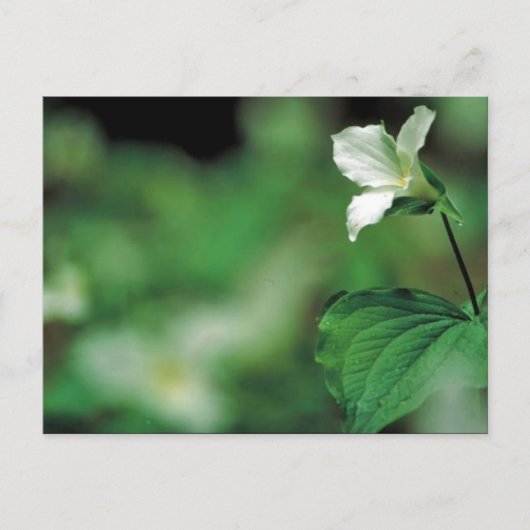 Trillium Postkarte (Vorderseite)