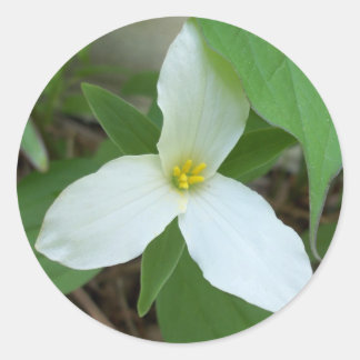 Trillium Sticker
