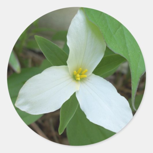 Trillium Sticker (Vorderseite)