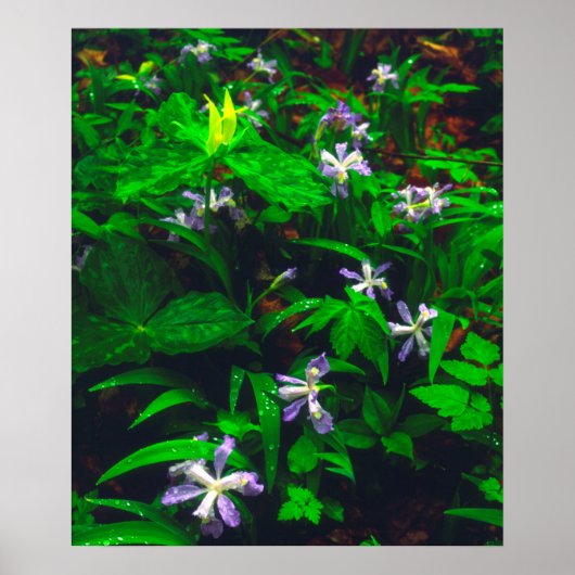 Trillium- und Iris-Wildblumen Poster (Vorne)