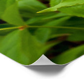 Trillium Wild Blume Poster (Ecke)