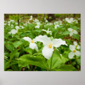 Trillium Wild Blume Poster (Vorne)
