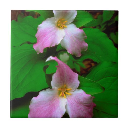 Trillium-Wildblume Fliese (Vorderseite)