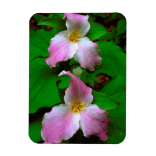 Trillium-Wildblume Magnet