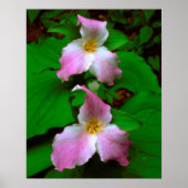 Trillium-Wildblume Poster (Vorne)