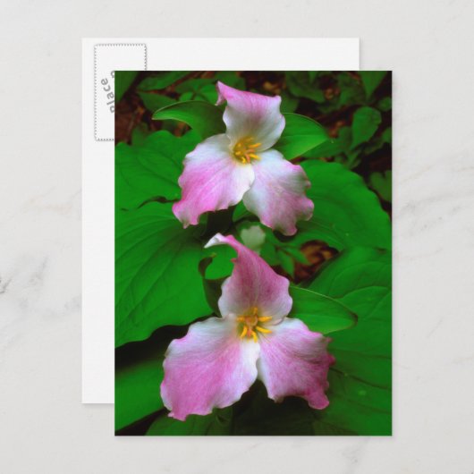 Trillium-Wildblume Postkarte (Vorne/Hinten)