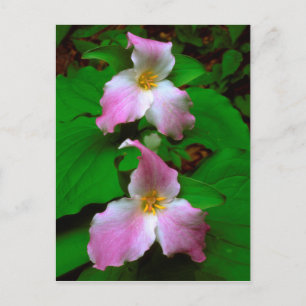 Trillium-Wildblume Postkarte