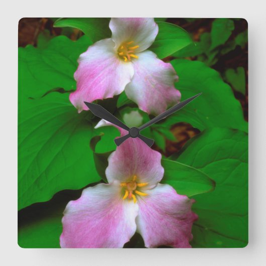 Trillium-Wildblume Quadratische Wanduhr (Vorderseite)
