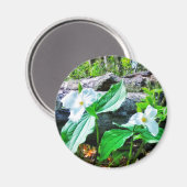 TRILLIUMS MAGNET (Vorderseite/Rückseite)